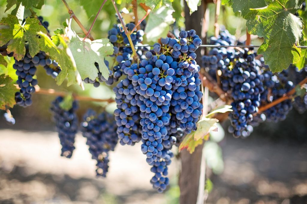 Fine wine Grapes on the vine
