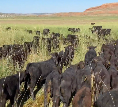 high nutrition beef, cattle grazing in the pasture